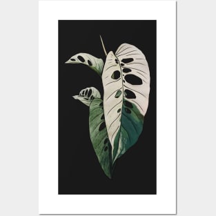 MONSTERA LANIATA VARIEGATA Posters and Art